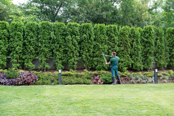 Organic Lawn Care Solutions in Fannett, TX