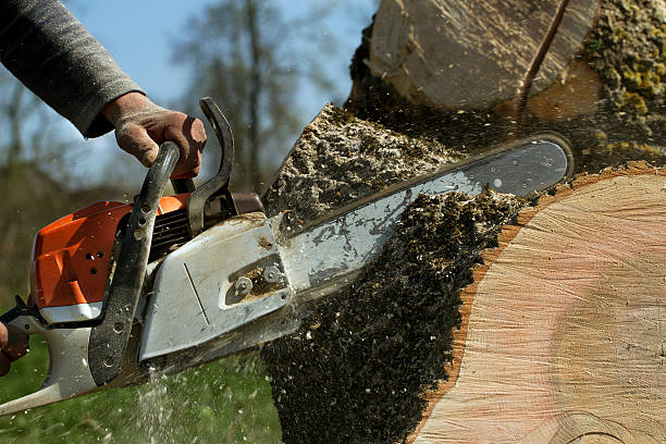 How Our Tree Care Process Works  in  Fannett, TX